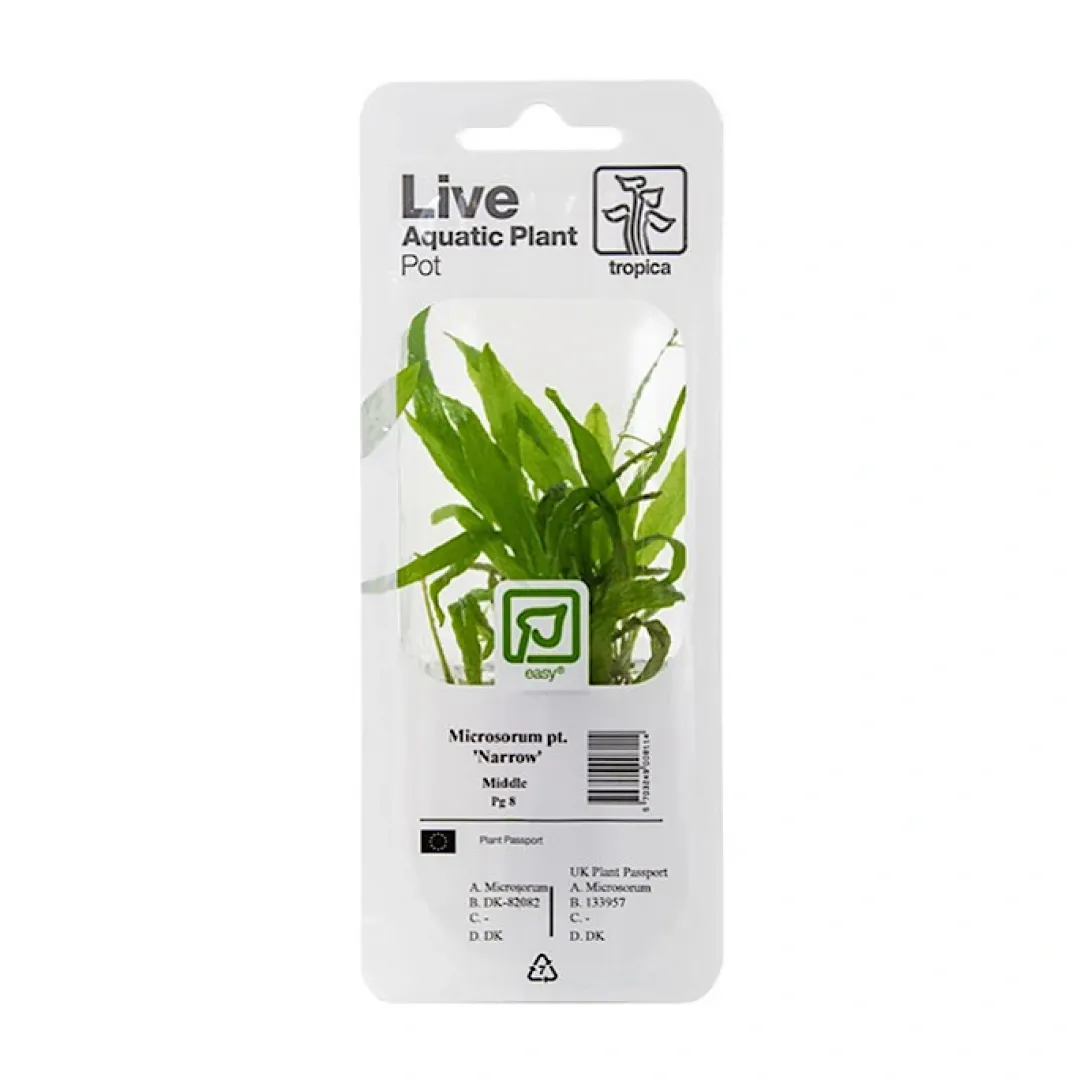 Tropica Akvarieplanter Tropica PCS Pot Microsorum pteropus Narrow x 3