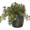 Tropica Akvarieplanter Tropica PCS Pot Rotala rotundifolia x 3