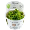 Tropica Akvarieplanter Tropica Pogostemon deccanensis 1-2-GROW x 3