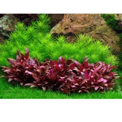 Tropica Akvarieplanter Tropica Pogostemon deccanensis 1-2-GROW x 3