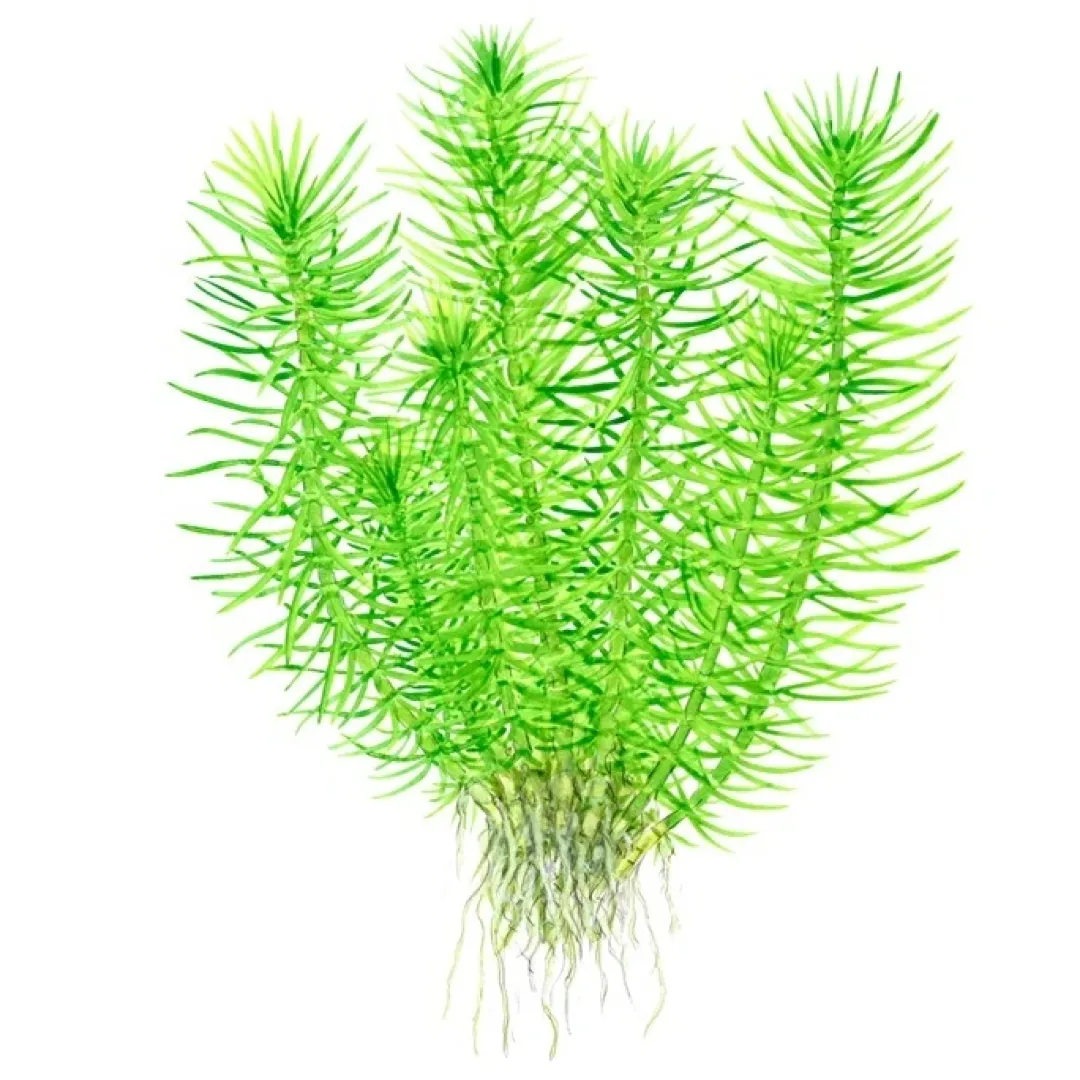 Tropica Akvarieplanter Tropica Pogostemon deccanensis 1-2-GROW x 3