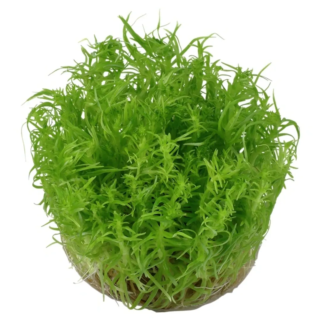 Tropica Akvarieplanter Tropica Pogostemon deccanensis 1-2-GROW x 3