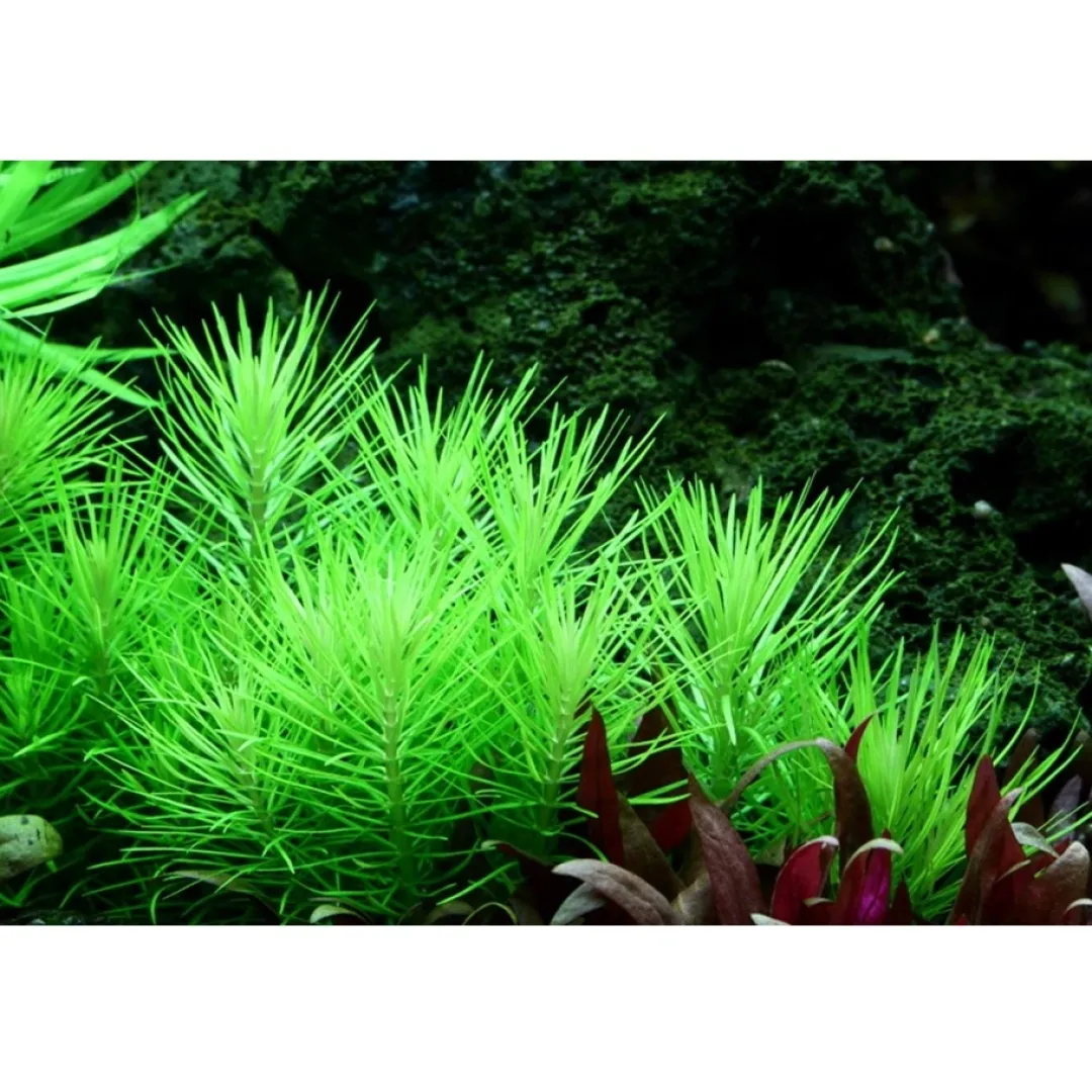 Tropica Akvarieplanter Tropica Pogostemon deccanensis 1-2-GROW x 3
