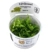 Tropica Akvarieplanter Tropica Pogostemon Helferi 1-2-GROW