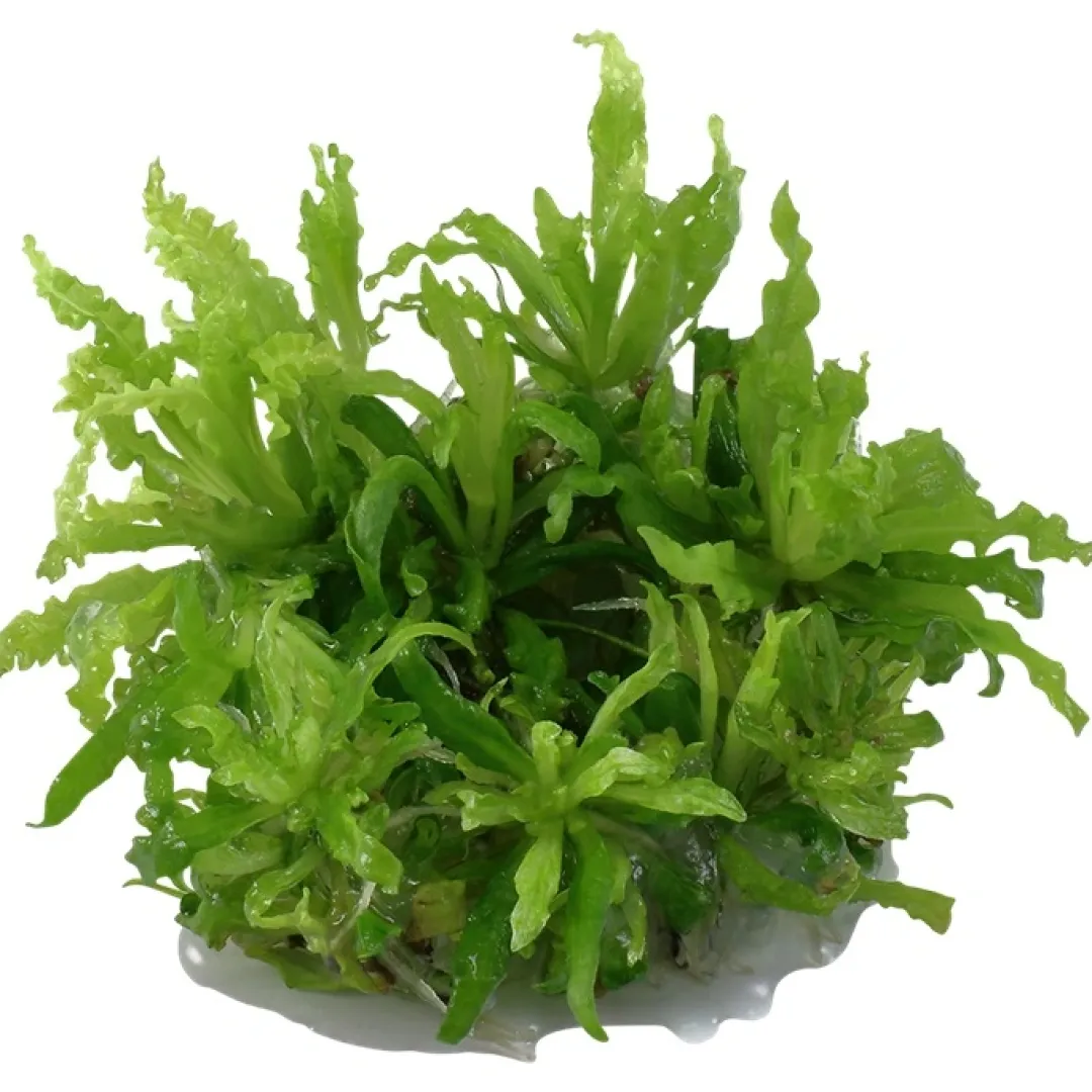 Tropica Akvarieplanter Tropica Pogostemon Helferi 1-2-GROW