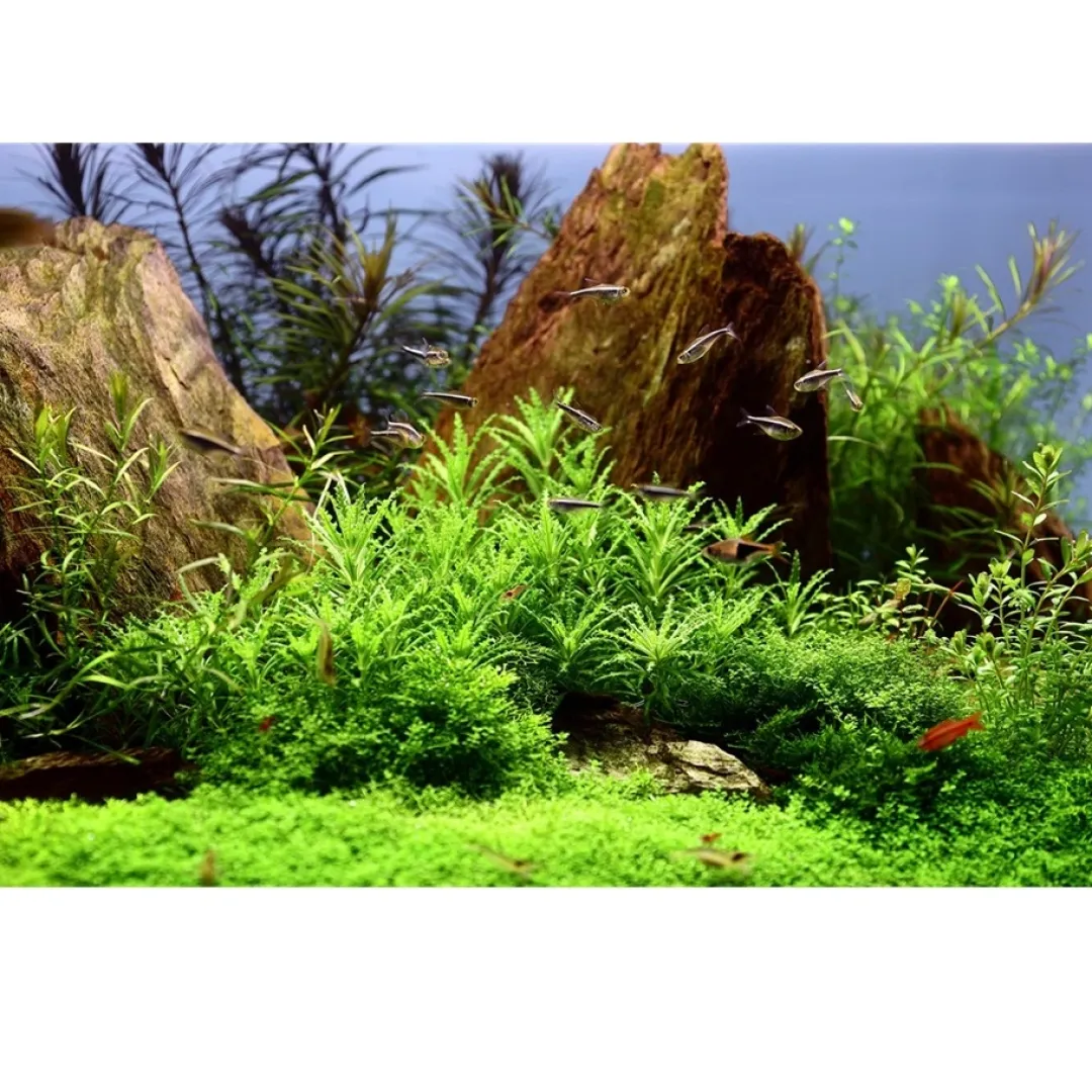 Tropica Akvarieplanter Tropica Pogostemon Helferi 1-2-GROW