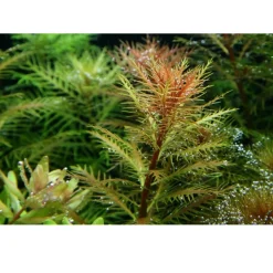 Tropica Akvarieplanter Tropica Proserpinaca palustris 1-2-GROW x 3