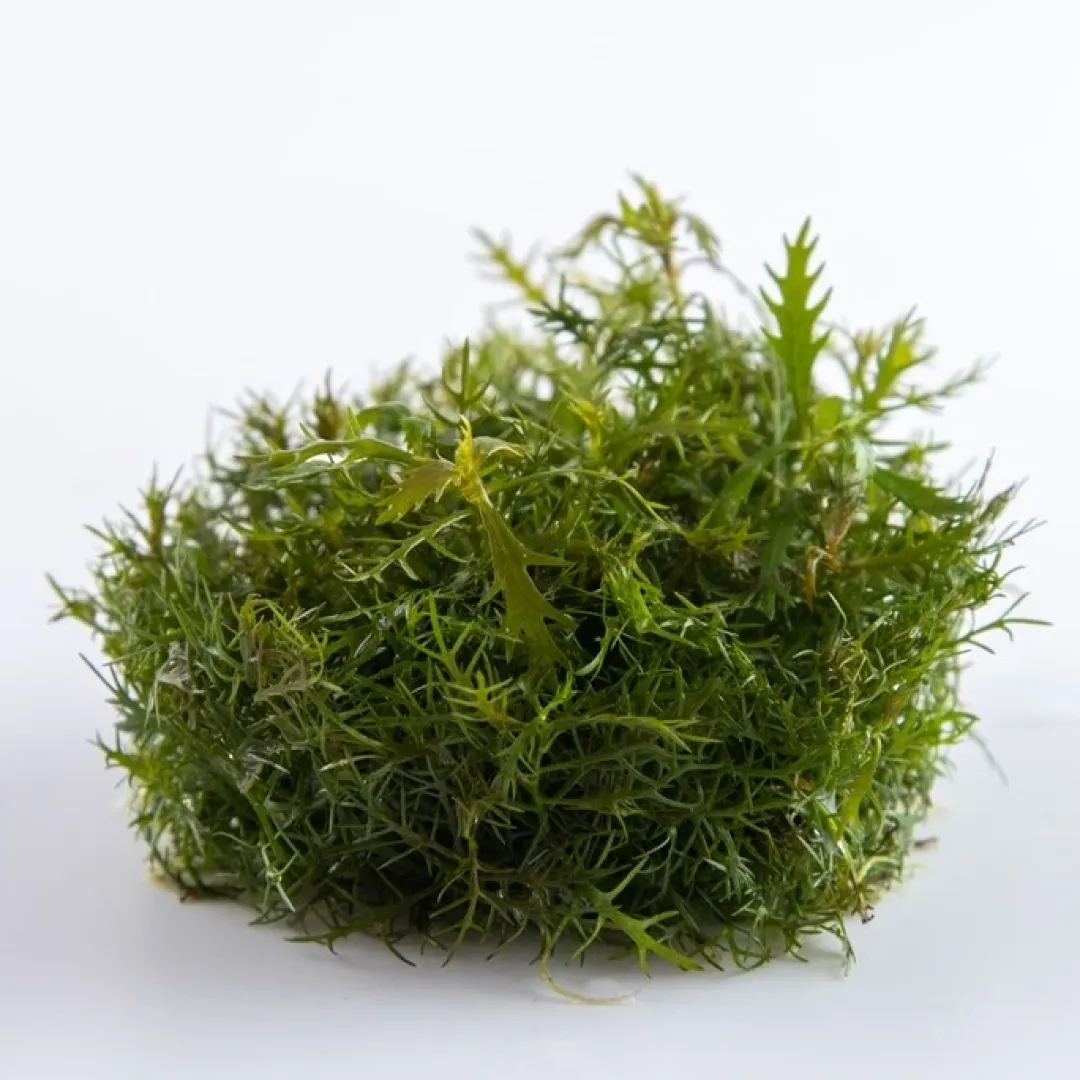 Tropica Akvarieplanter Tropica Proserpinaca palustris 1-2-GROW x 3
