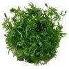 Tropica Akvarieplanter Tropica Ranunculus inundatus 1-2-GROW
