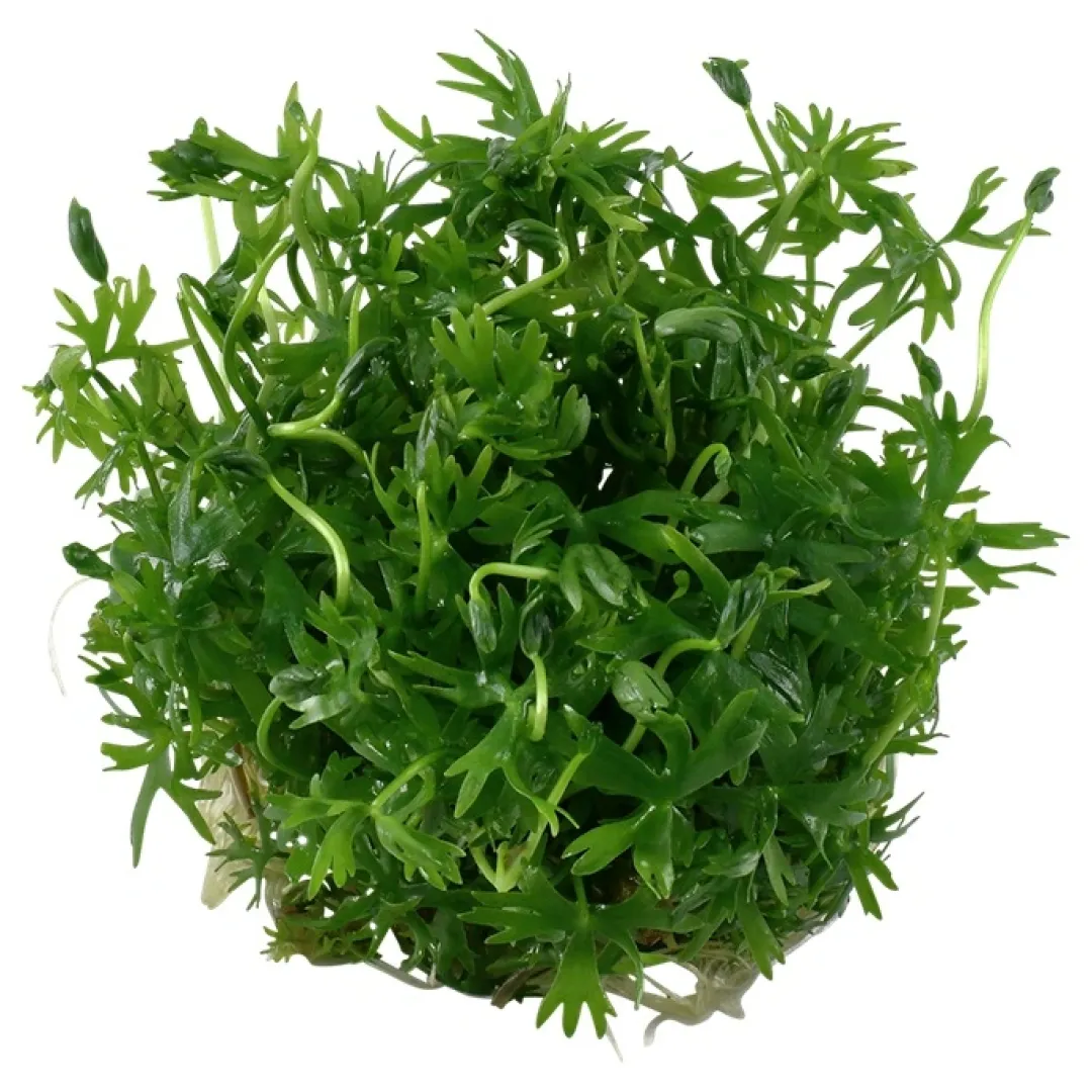 Tropica Akvarieplanter Tropica Ranunculus inundatus 1-2-GROW