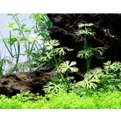 Tropica Akvarieplanter Tropica Ranunculus inundatus 1-2-GROW