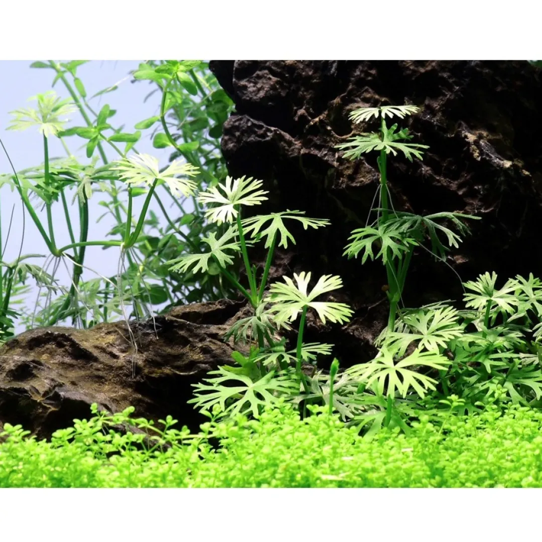 Tropica Akvarieplanter Tropica Ranunculus inundatus 1-2-GROW