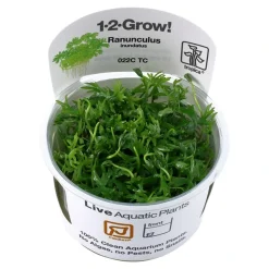 Tropica Akvarieplanter Tropica Ranunculus inundatus 1-2-GROW