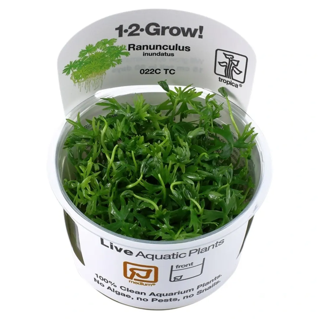 Tropica Akvarieplanter Tropica Ranunculus inundatus 1-2-GROW
