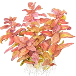 Tropica Akvarieplanter Tropica Rotala macrandra Japan 1-2-GROW x 3