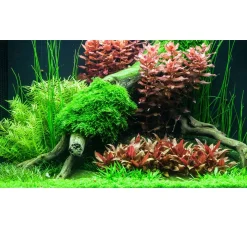 Tropica Akvarieplanter Tropica Rotala macrandra Japan 1-2-GROW x 3