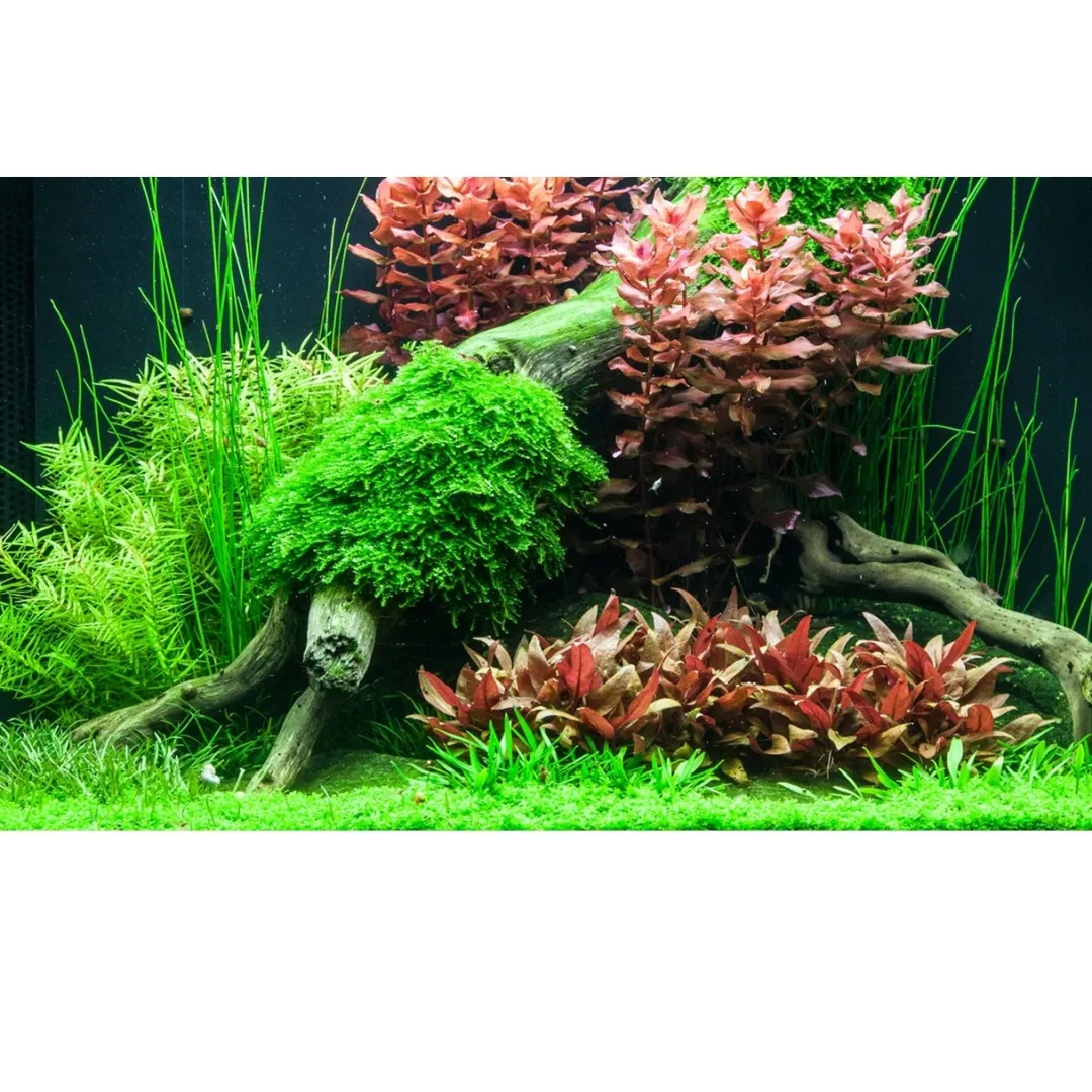 Tropica Akvarieplanter Tropica Rotala macrandra Japan 1-2-GROW x 3