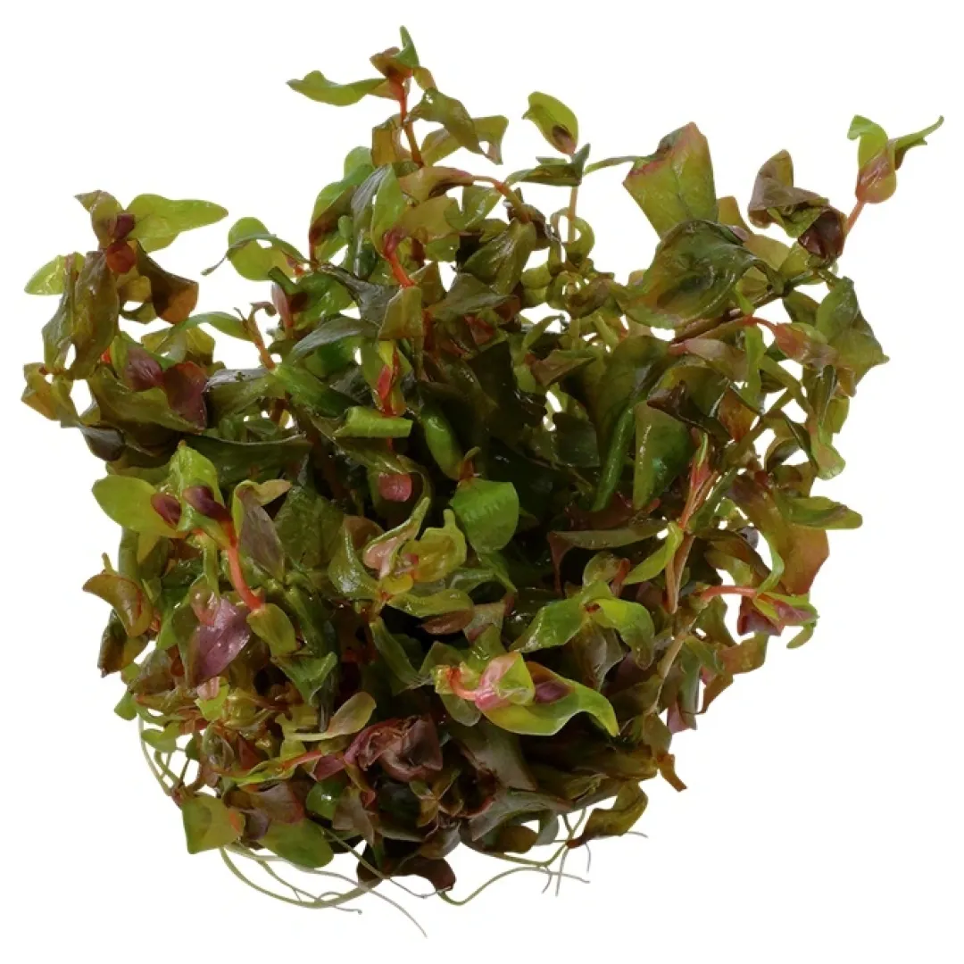 Tropica Akvarieplanter Tropica Rotala macrandra Japan 1-2-GROW x 3