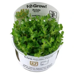 Tropica Akvarieplanter Tropica Rotala sp. bonsai 1-2-GROW x 3