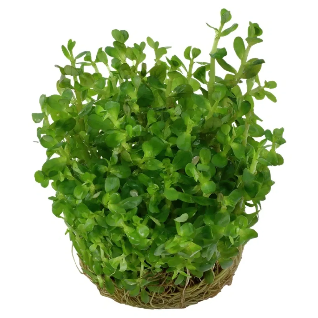 Tropica Akvarieplanter Tropica Rotala sp. bonsai 1-2-GROW x 3
