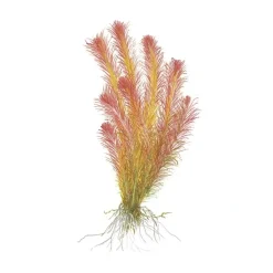 Tropica Akvarieplanter Tropica Rotala wallichii 1-2-GROW x 3