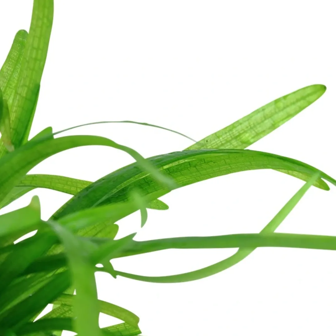 Tropica Akvarieplanter Tropica Sagittaria subulata 1-2-GROW