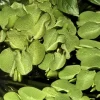 Tropica Akvarieplanter Tropica Salvinia Minima 1-2-GROW