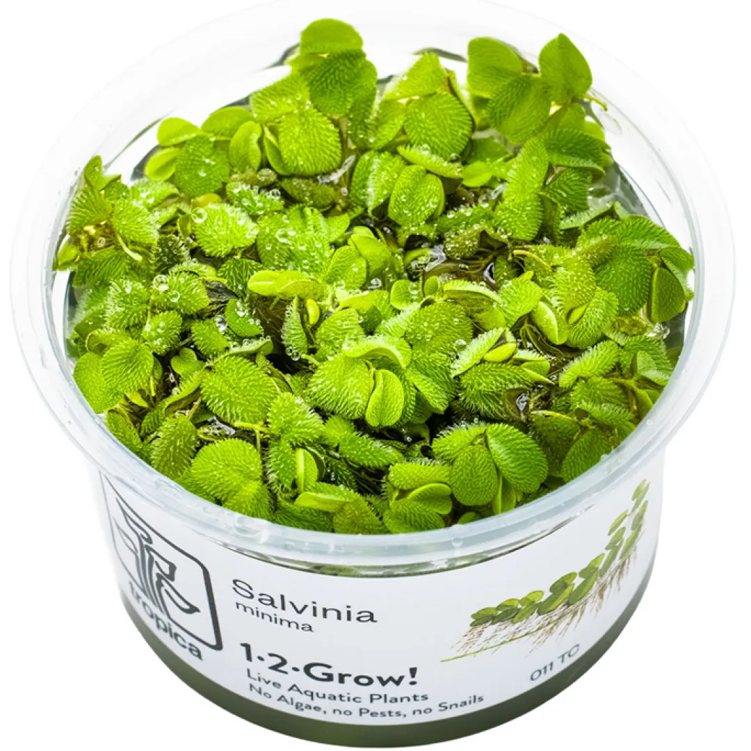 Tropica Akvarieplanter Tropica Salvinia Minima 1-2-GROW