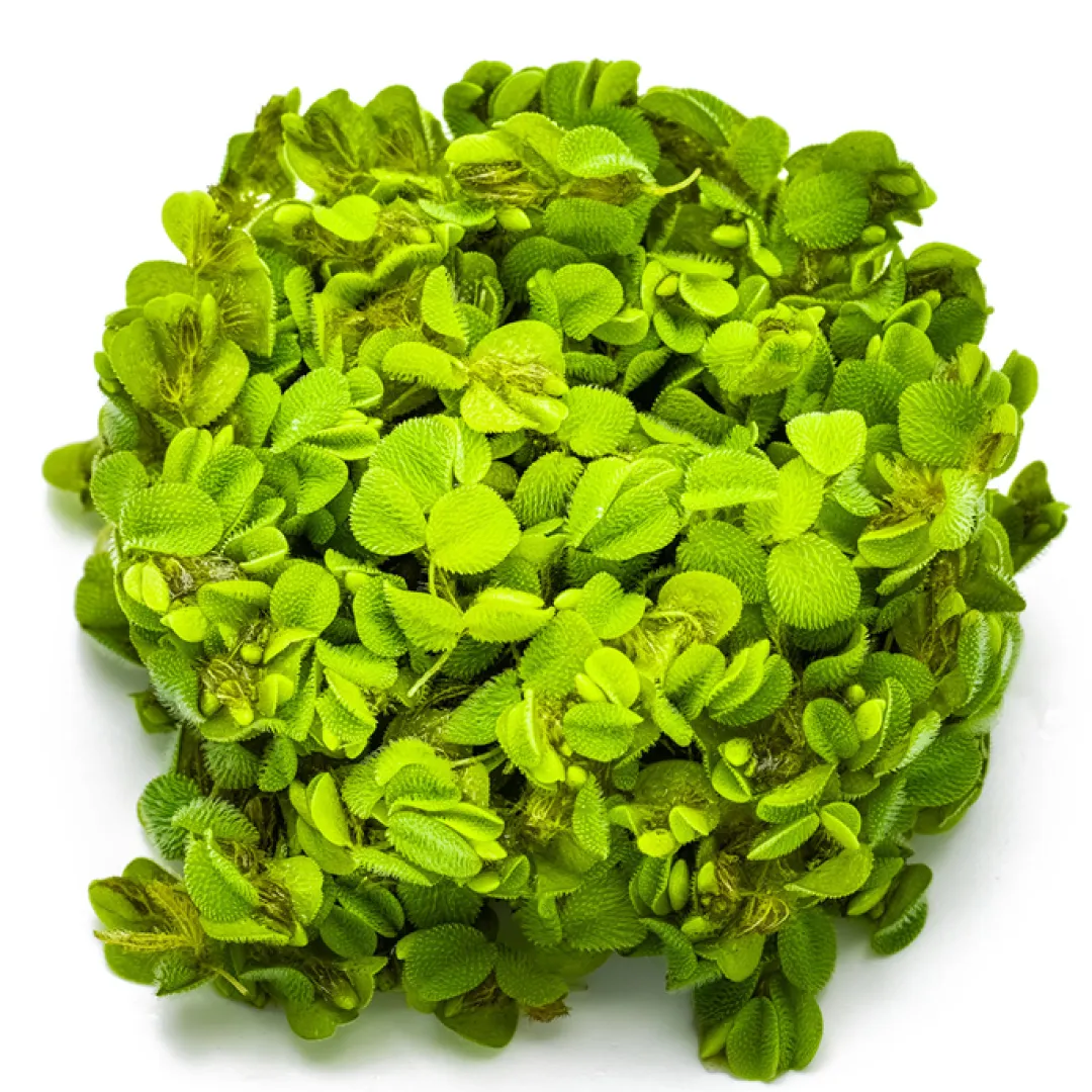 Tropica Akvarieplanter Tropica Salvinia Minima 1-2-GROW