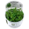 Tropica Akvarieplanter Tropica Staurogyne repens 1-2-GROW
