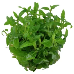 Tropica Akvarieplanter Tropica Staurogyne repens 1-2-GROW