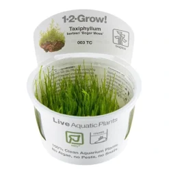 Tropica Akvarieplanter Tropica Taxiphyllum barbieri 'Bogor Moss' 1-2-GROW