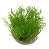 Tropica Akvarieplanter Tropica Taxiphyllum sp. Flame 1-2-GROW