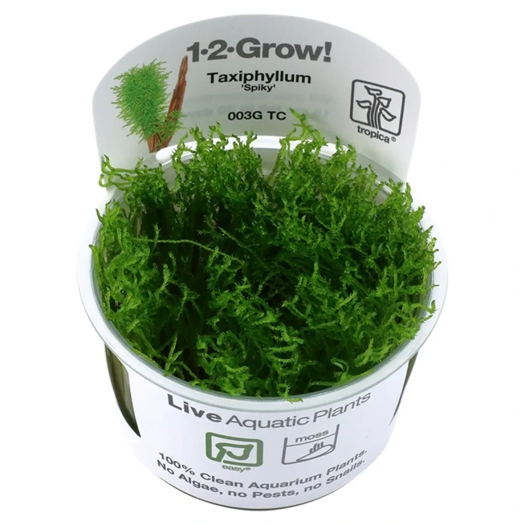 Tropica Akvarieplanter Tropica Taxiphyllum Spiky 1-2-GROW