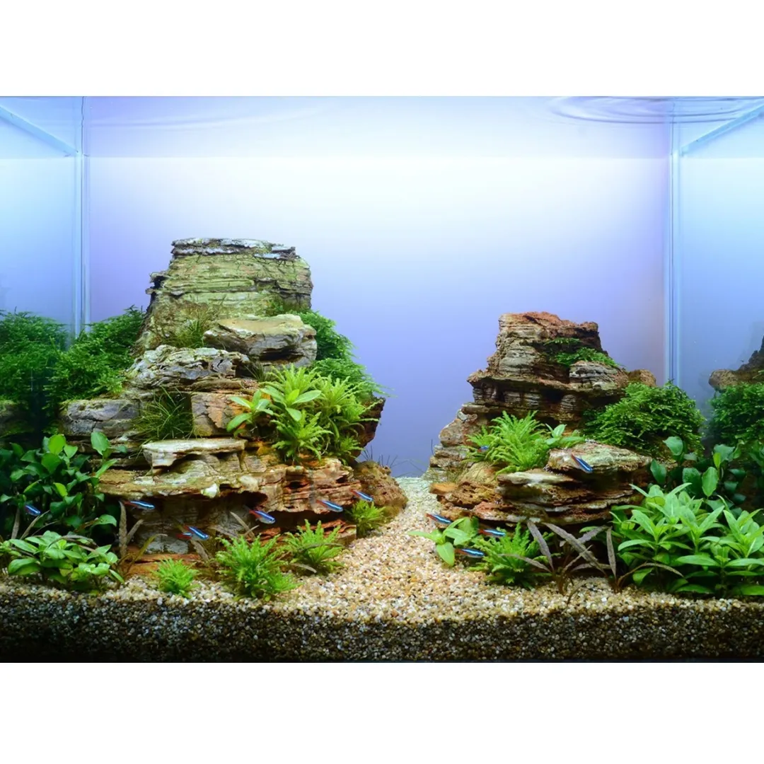 Tropica Akvarieplanter Tropica Taxiphyllum Spiky 1-2-GROW