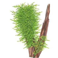 Tropica Akvarieplanter Tropica Taxiphyllum Spiky 1-2-GROW