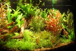 Tropica Akvarieplanter Tropica Ugens sortimentskasse 80 stk