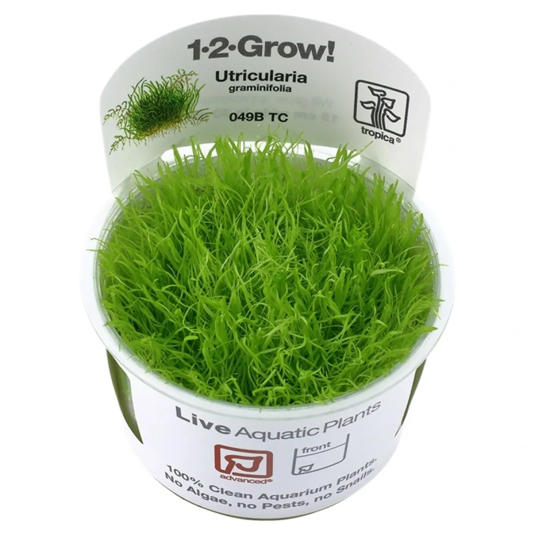 Tropica Akvarieplanter Tropica Utricularia graminifolia 1-2-GROW x 3