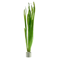 Tropica Akvarieplanter Tropica Vallisneria americana Natans bundt plantestængler