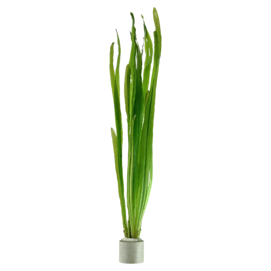 Tropica Akvarieplanter Tropica Vallisneria americana Natans bundt plantestængler