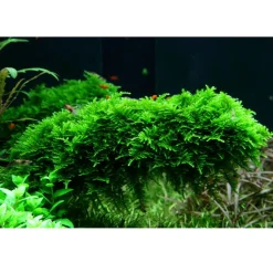 Tropica Akvarieplanter Tropica Vesicularia dubyana Christmas 1-2-GROW