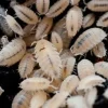 Foder til Krybdyr Tropiske bænkebidere (Trichorhina tomentosa)