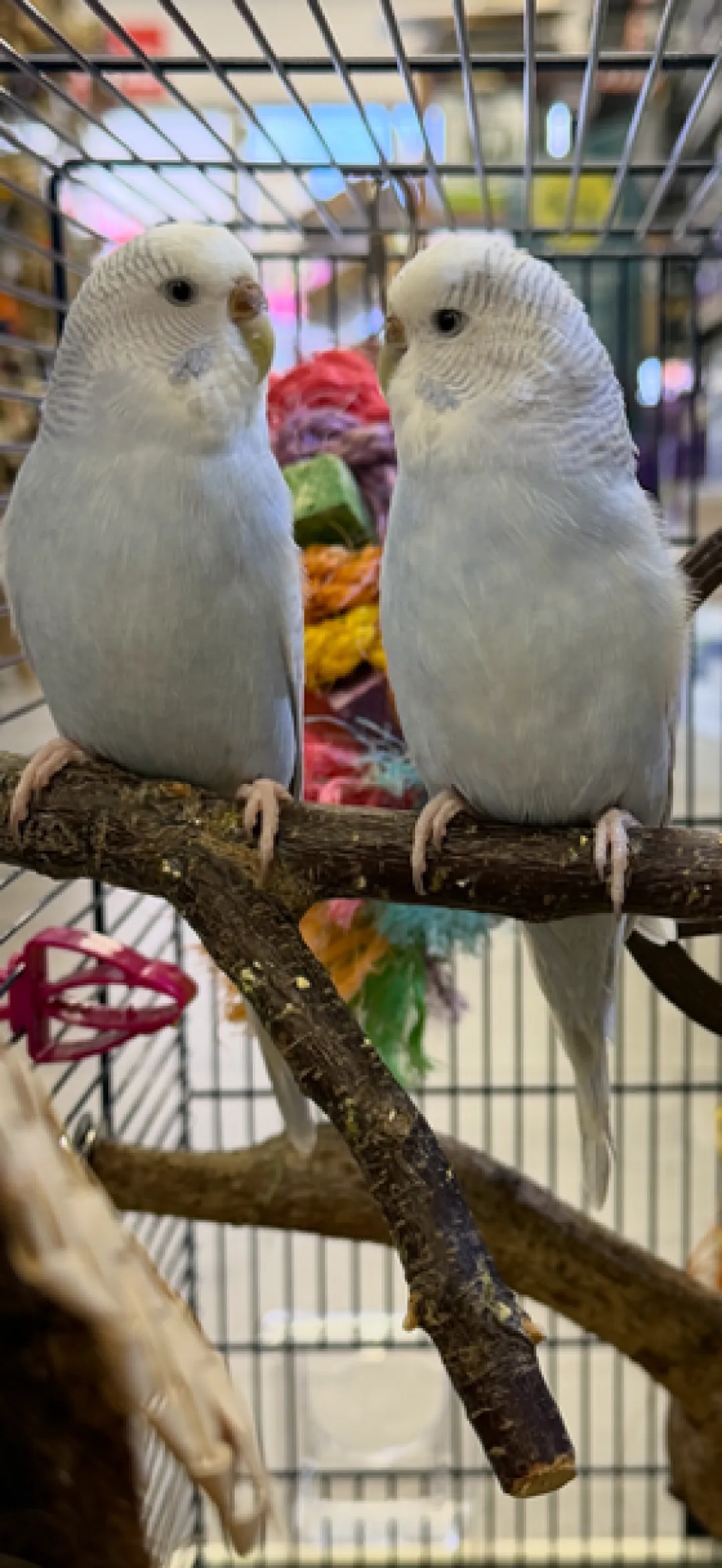 Fugle fra hele Verden Undulat unge (Melopsittacus Undulatus)