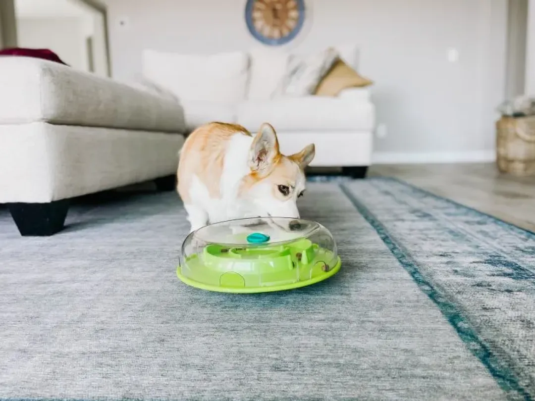 Nina Ottosson Wobble Bowl Grøn Niveau 1 - interaktiv foderskål til hunde